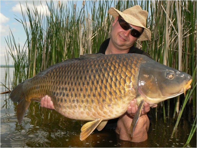 Shimanskyho Mušovská odysea pokračuje